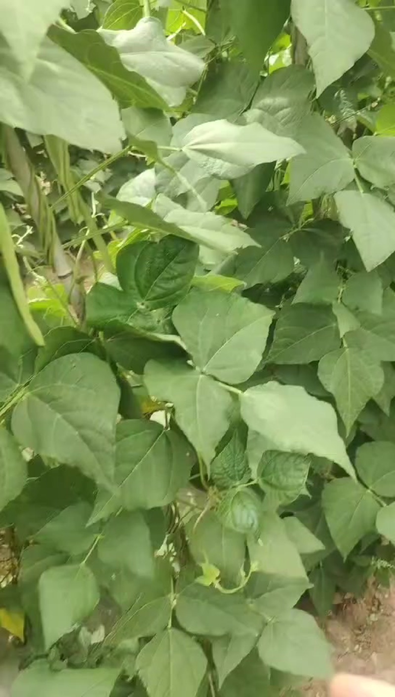 精品四季豆大量供应中