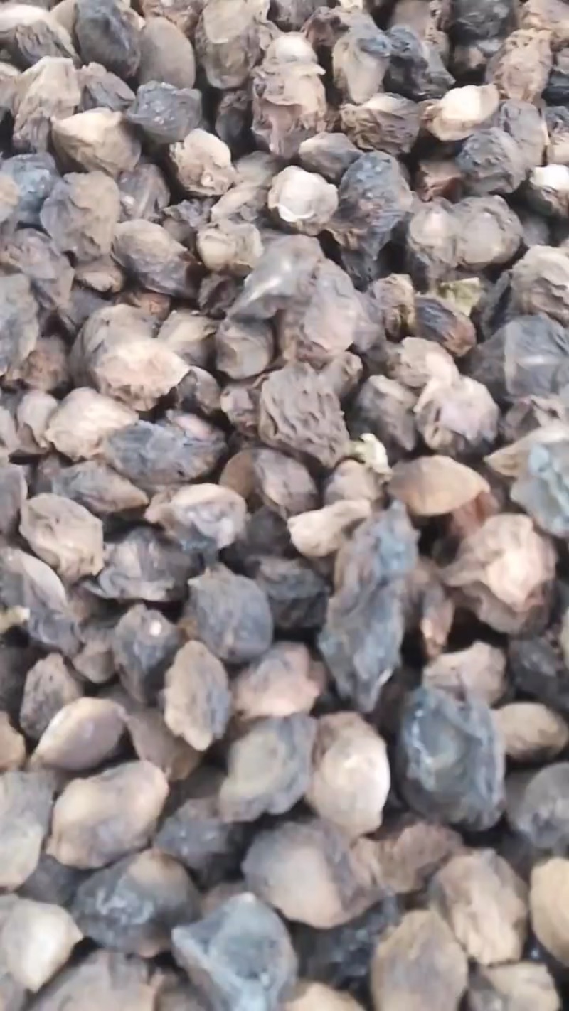 今年乌梅干便宜，需要备货的老板抓紧时间哦