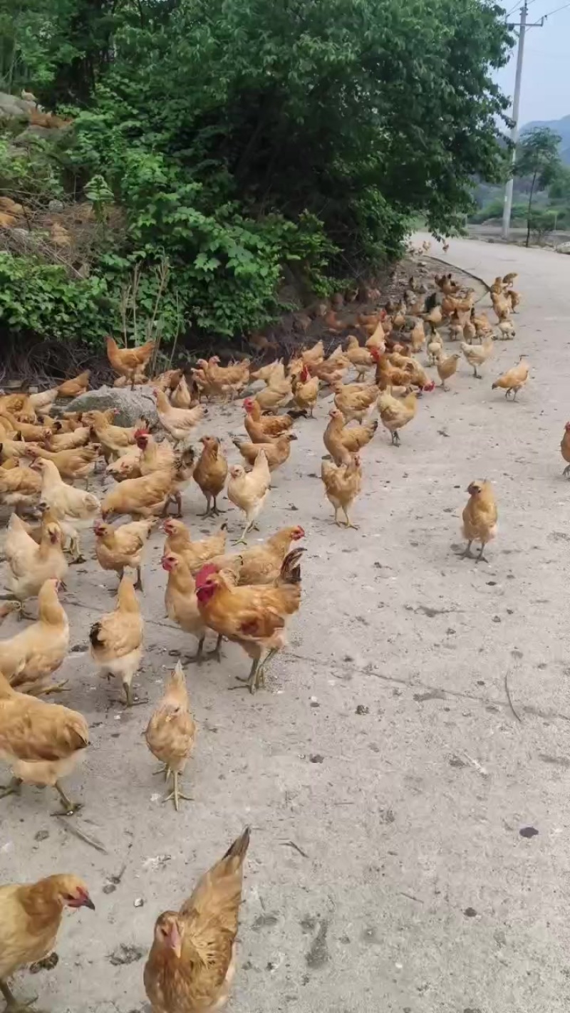 散养走地鸡