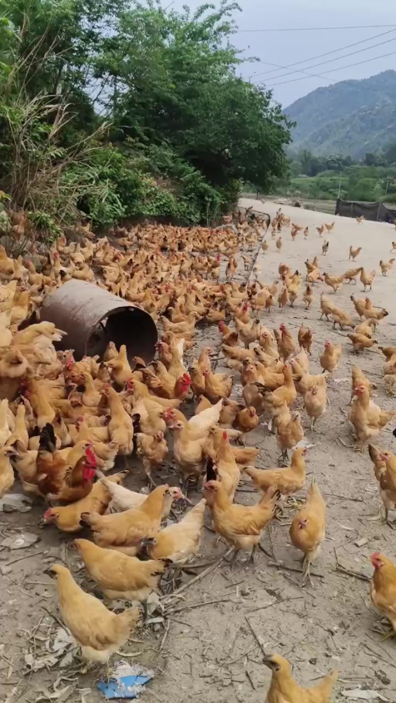 散养走地鸡