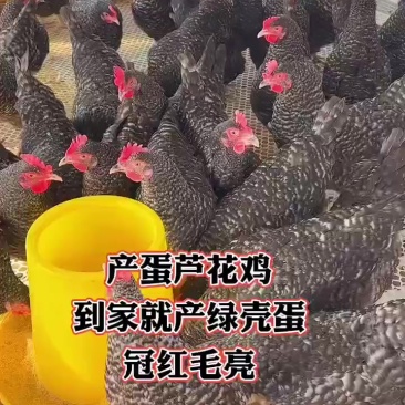 芦花鸡