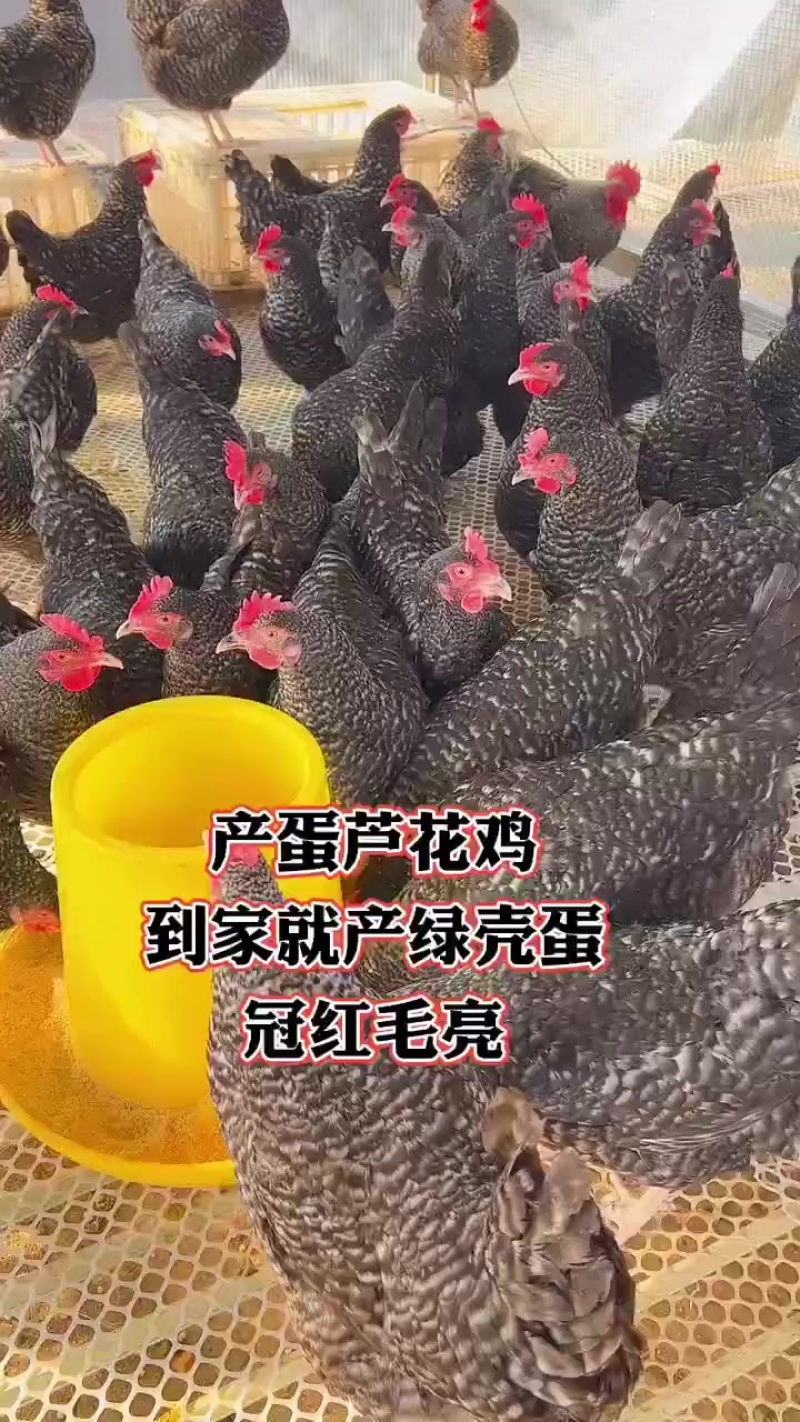 芦花鸡