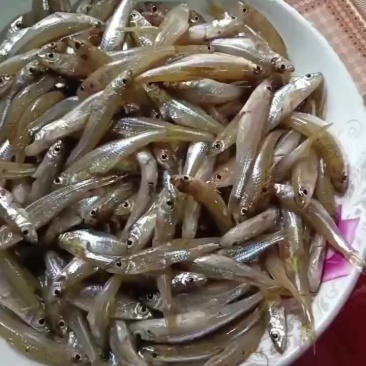 山坑鱼仔，有货我数量少点