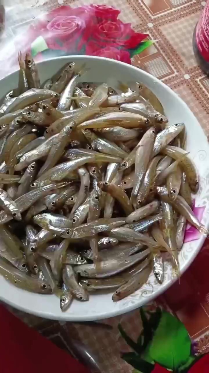 山坑鱼仔，有货我数量少点