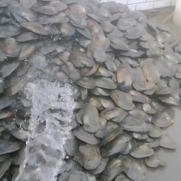 河蚌河底