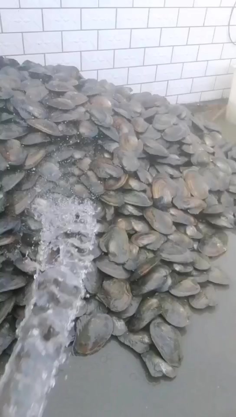 河蚌河底