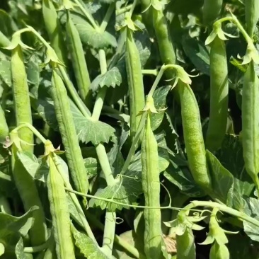 新鲜豌豆荚双十一双十二