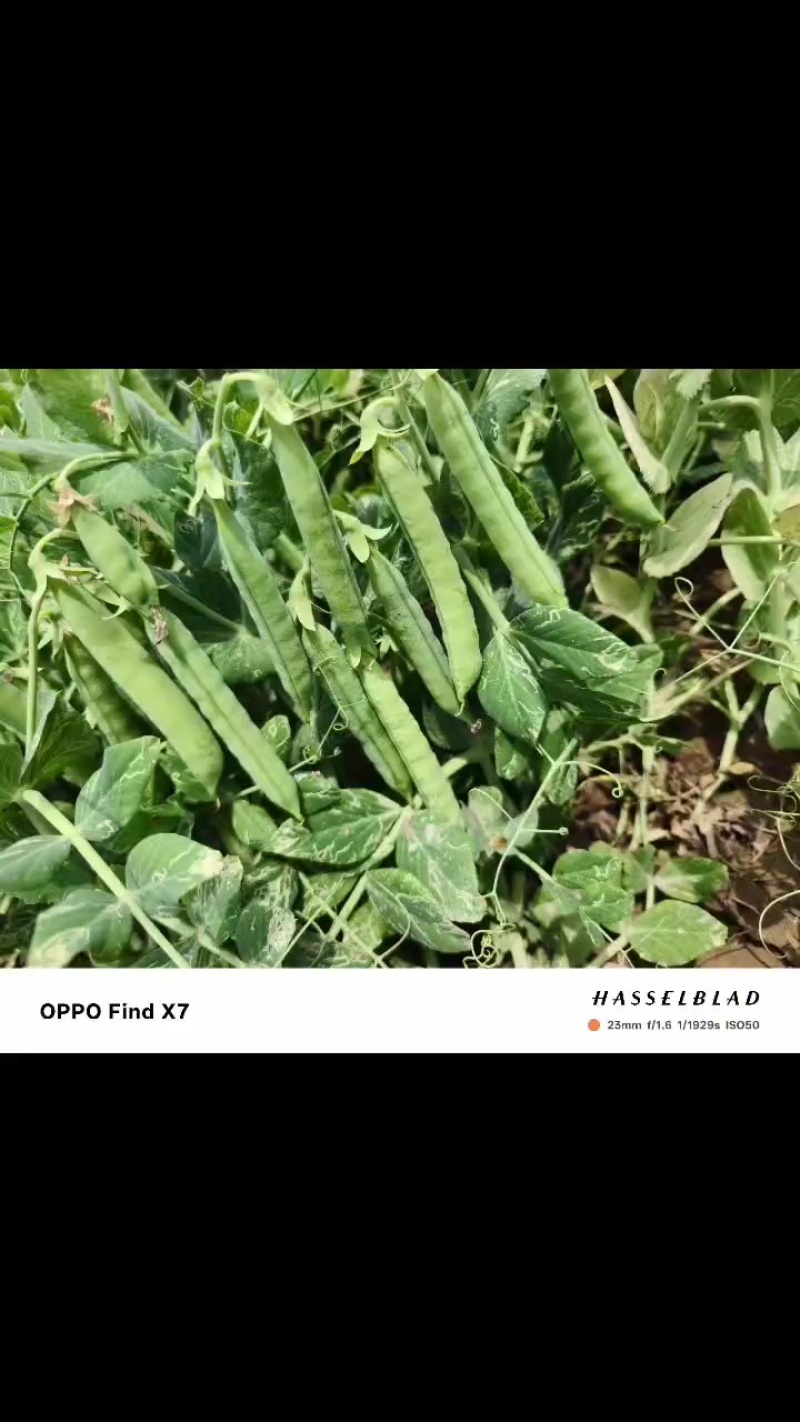 新鲜豌豆荚双十一双十二