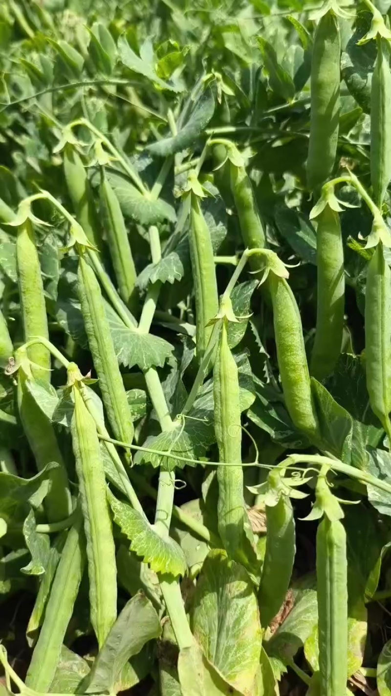 新鲜豌豆荚双十一双十二