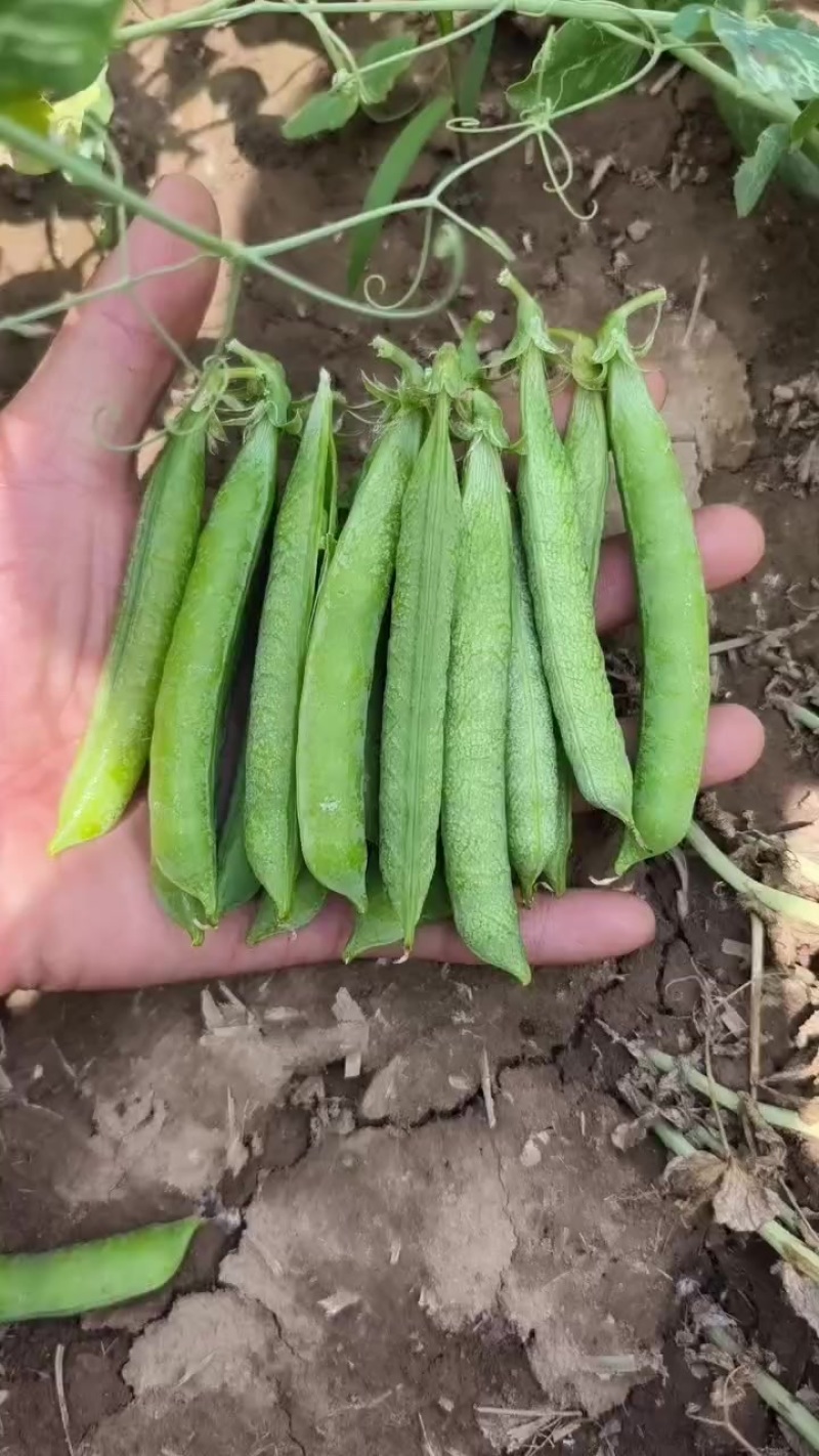 新鲜豌豆荚双十一双十二