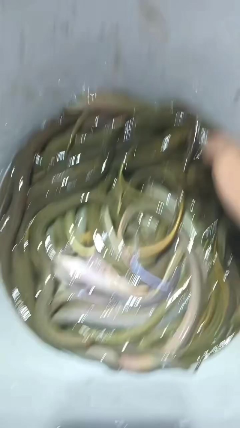 黄鳝
