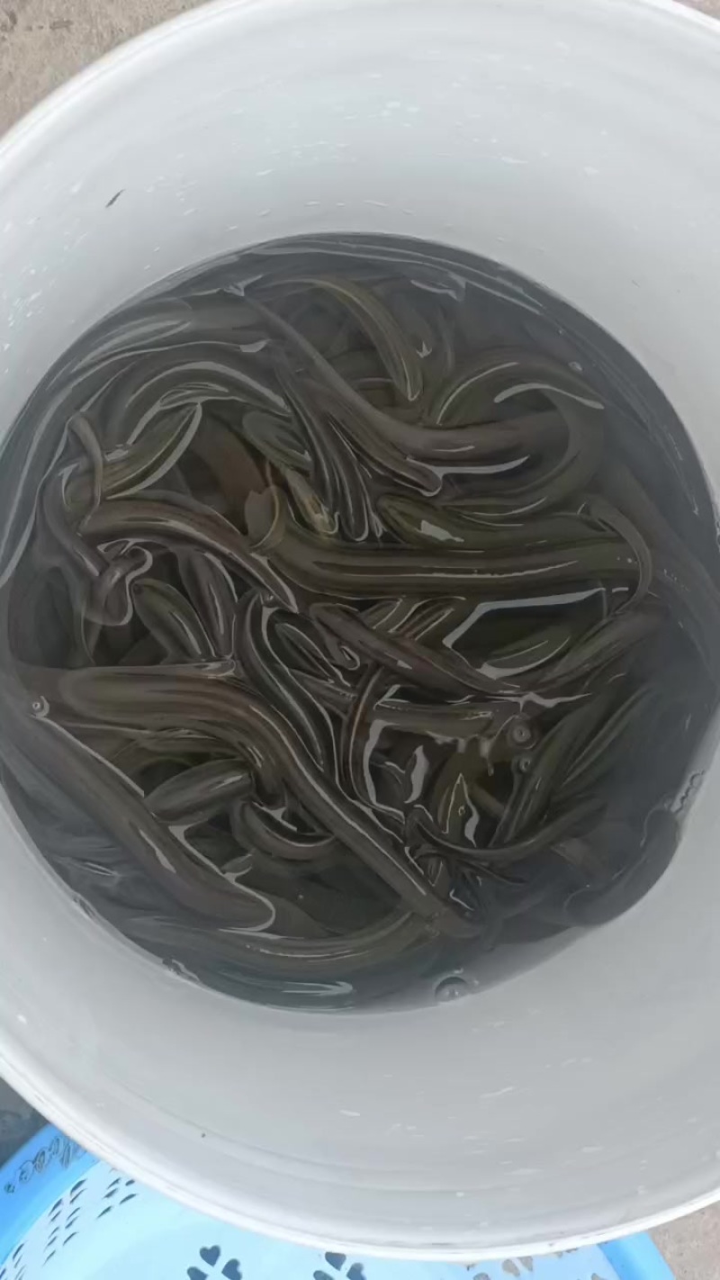 黄鳝