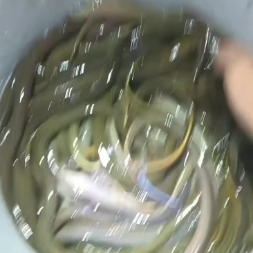 黄鳝