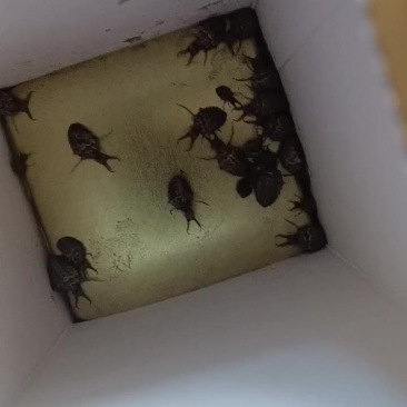 金沙牛
