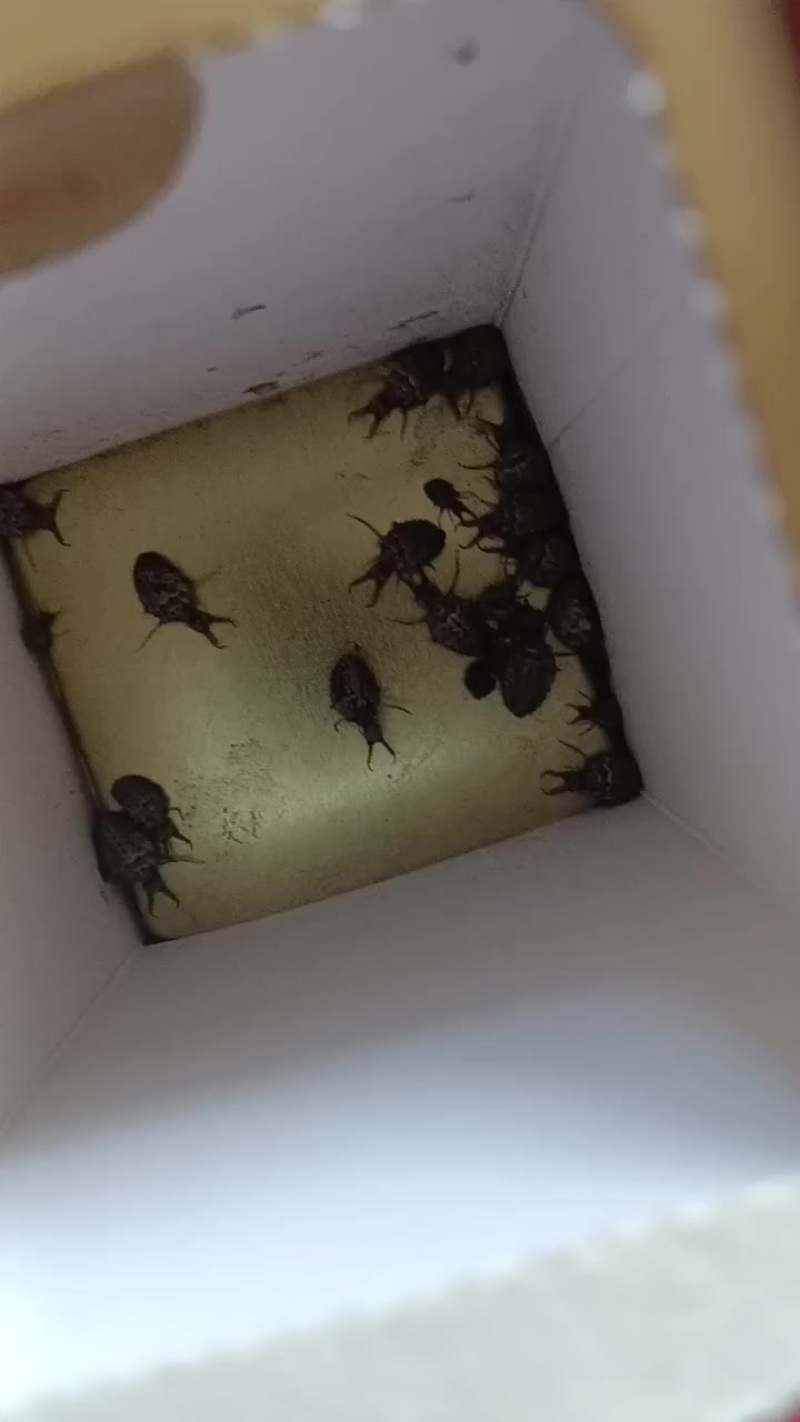 金沙牛