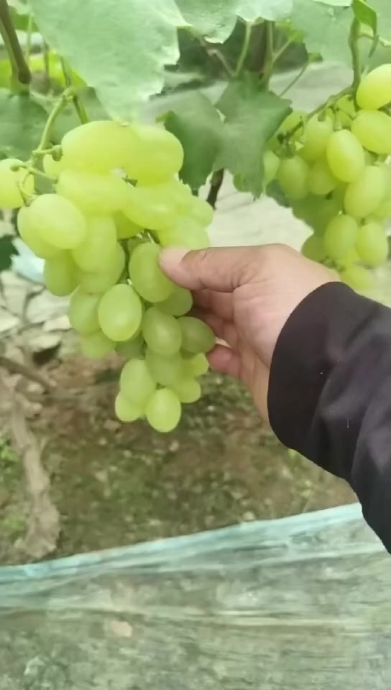维多利亚葡萄大量上市