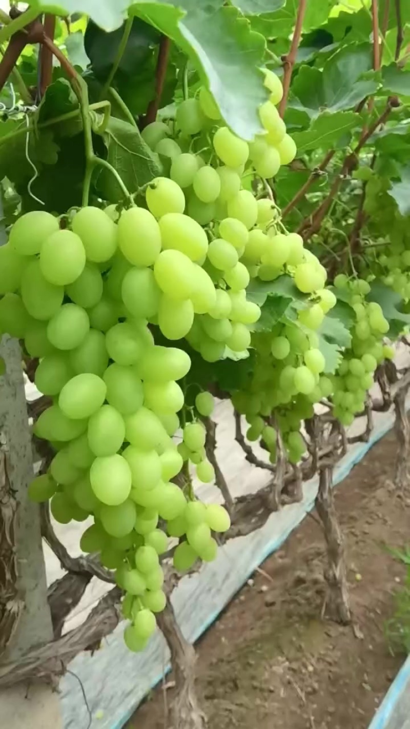 维多利亚葡萄大量上市