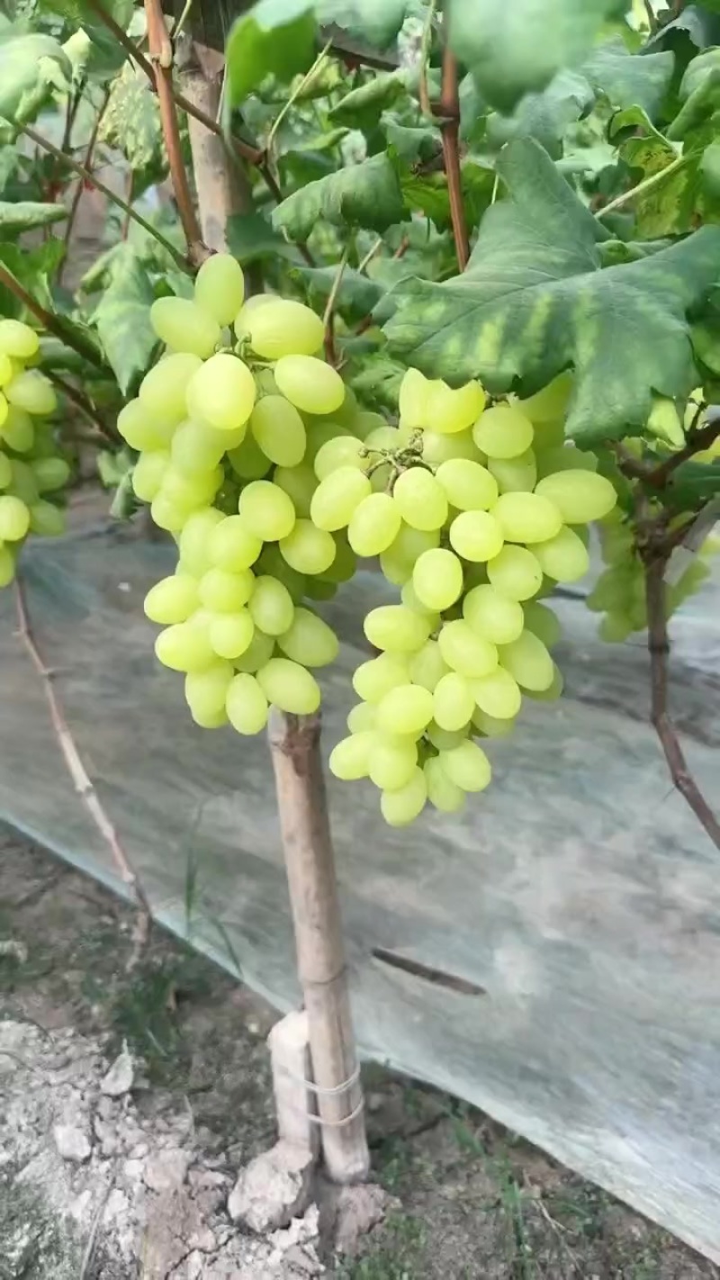 维多利亚葡萄大量上市