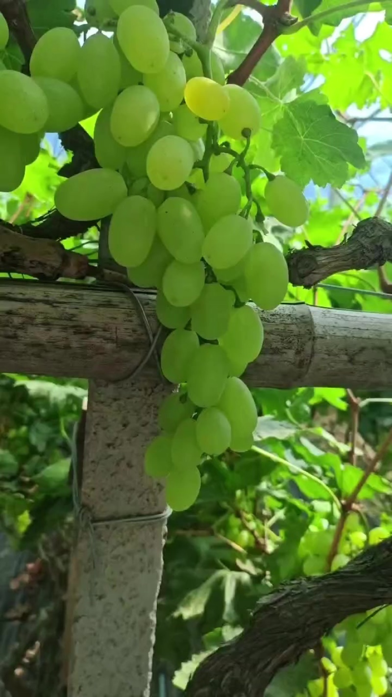 维多利亚葡萄大量上市