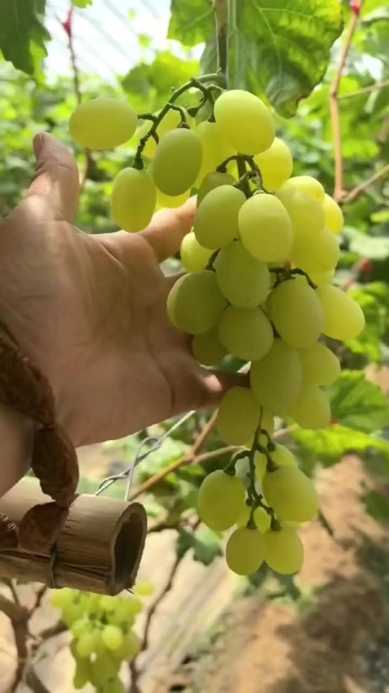 维多利亚葡萄大量上市