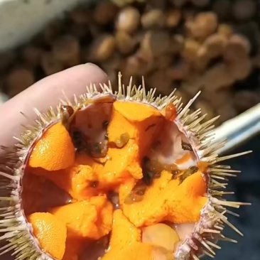 大连精品海胆批发