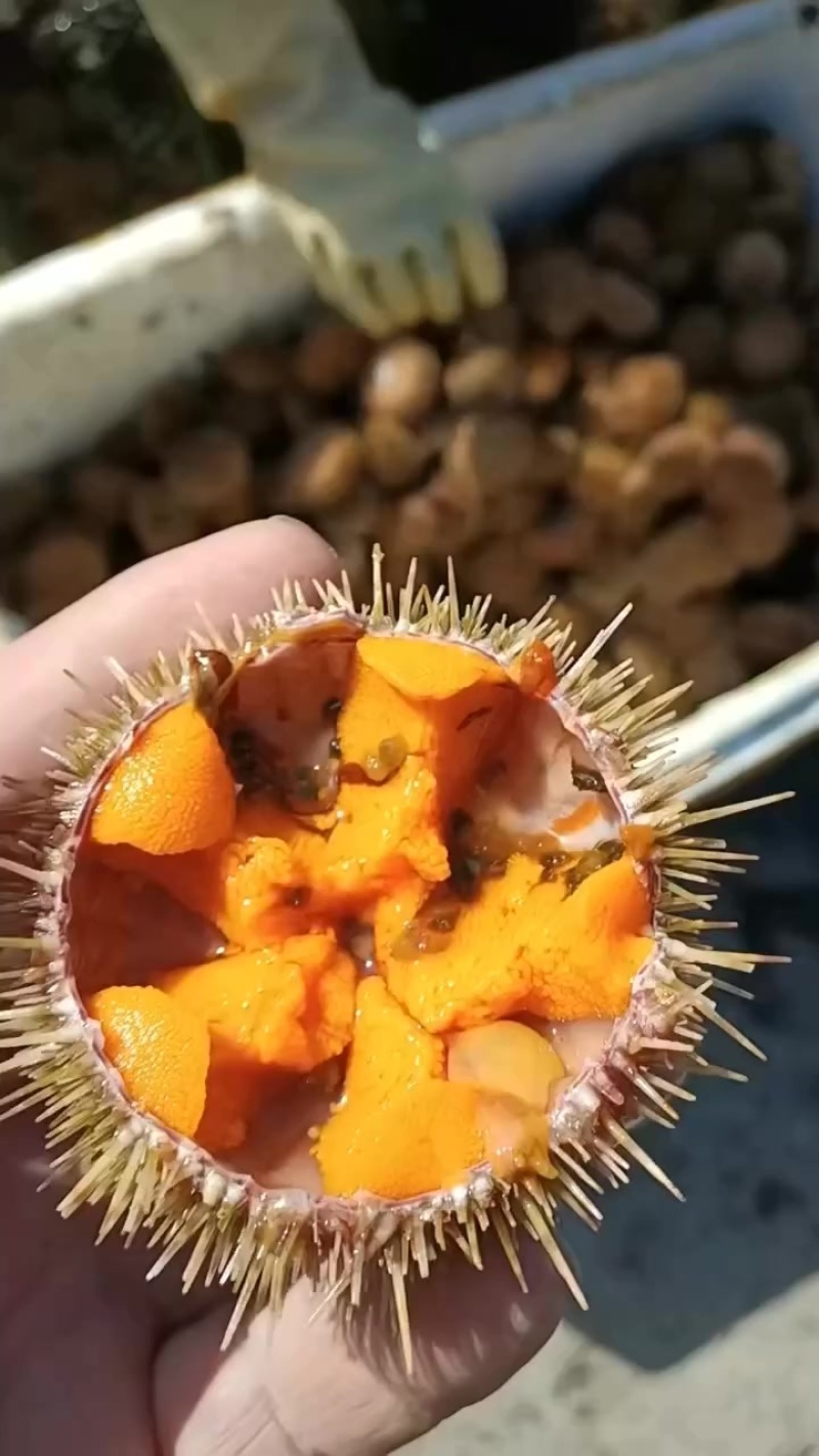 大连精品海胆批发