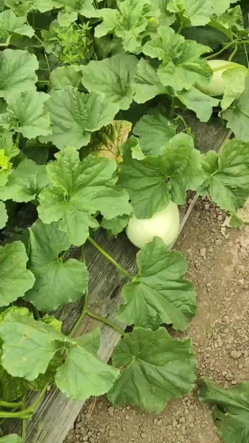 和县玉菇