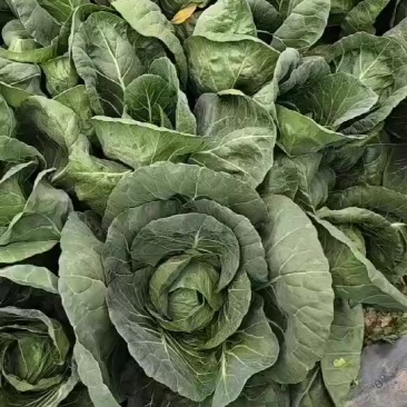 本地脆皮茴子白出售
