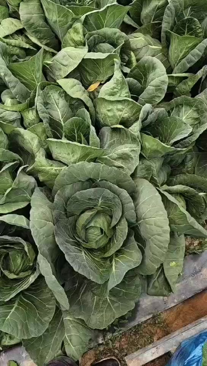 本地脆皮茴子白出售