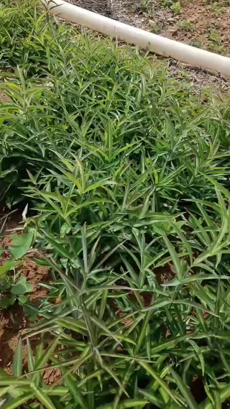 鸡头黄精种苗多花直杆药食两用药材，零售或者批发都可以