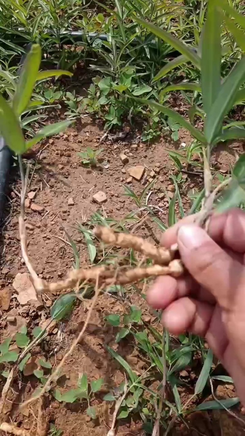 鸡头黄精种苗多花直杆药食两用药材，零售或者批发都可以