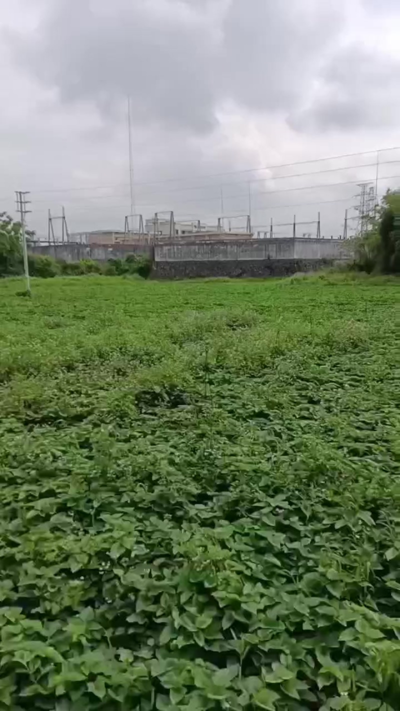 红薯叶