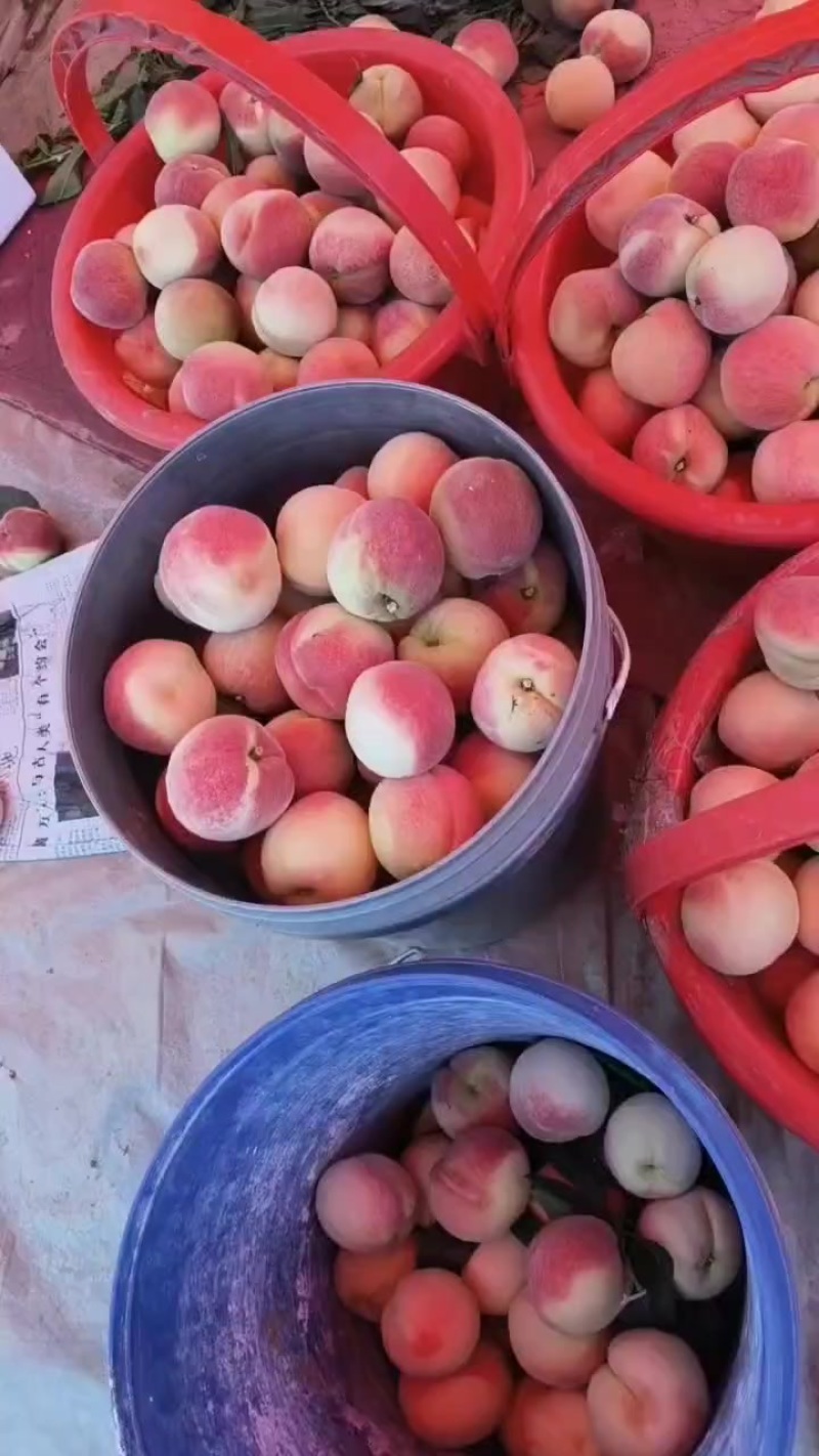毛桃突围大量上市走货中