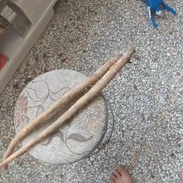 沛县牛蒡