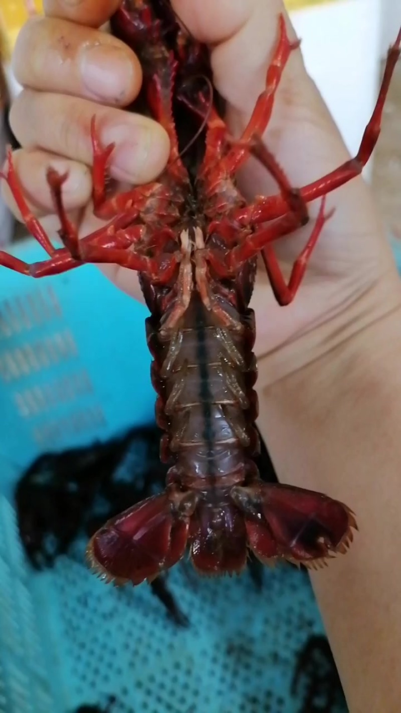 赣江清水龙虾