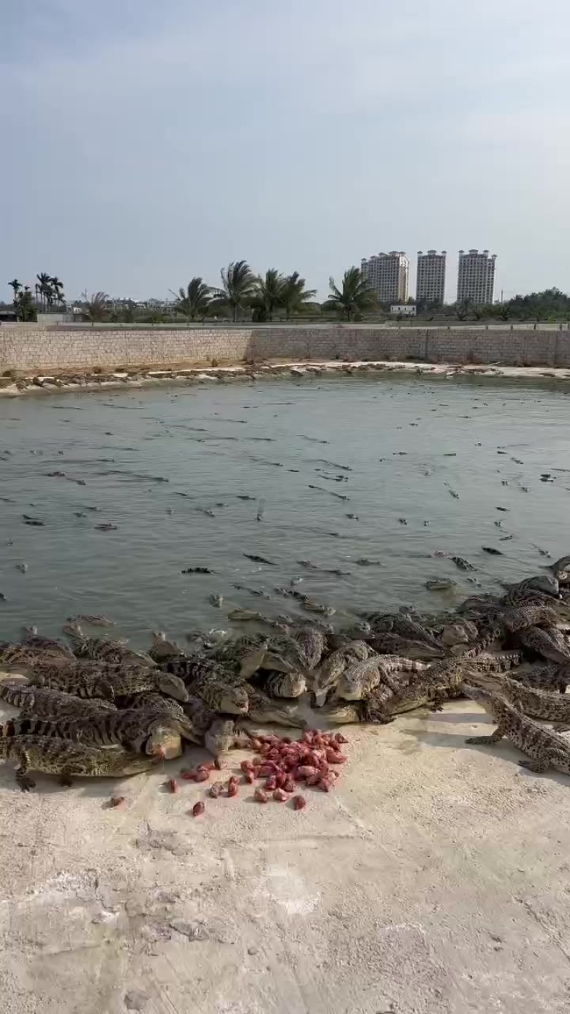 鳄鱼肉
