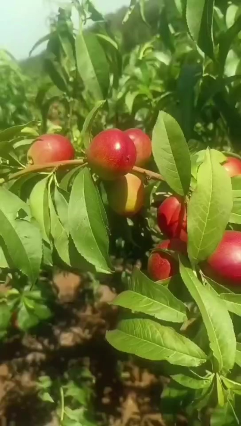 中油油桃