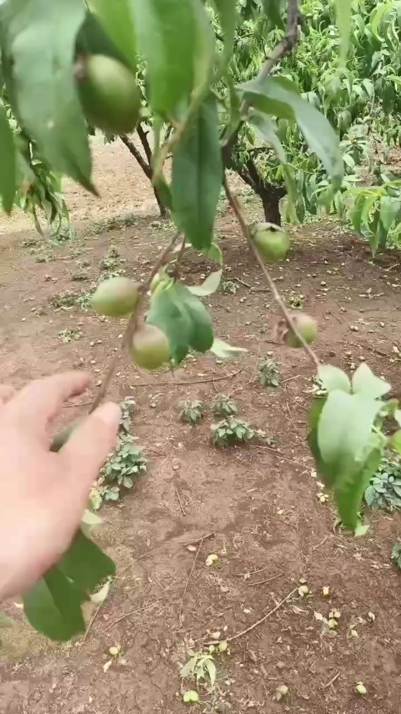 中油油桃