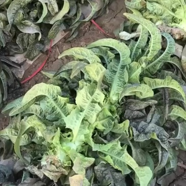 兰州高原夏菜莴笋大量上市