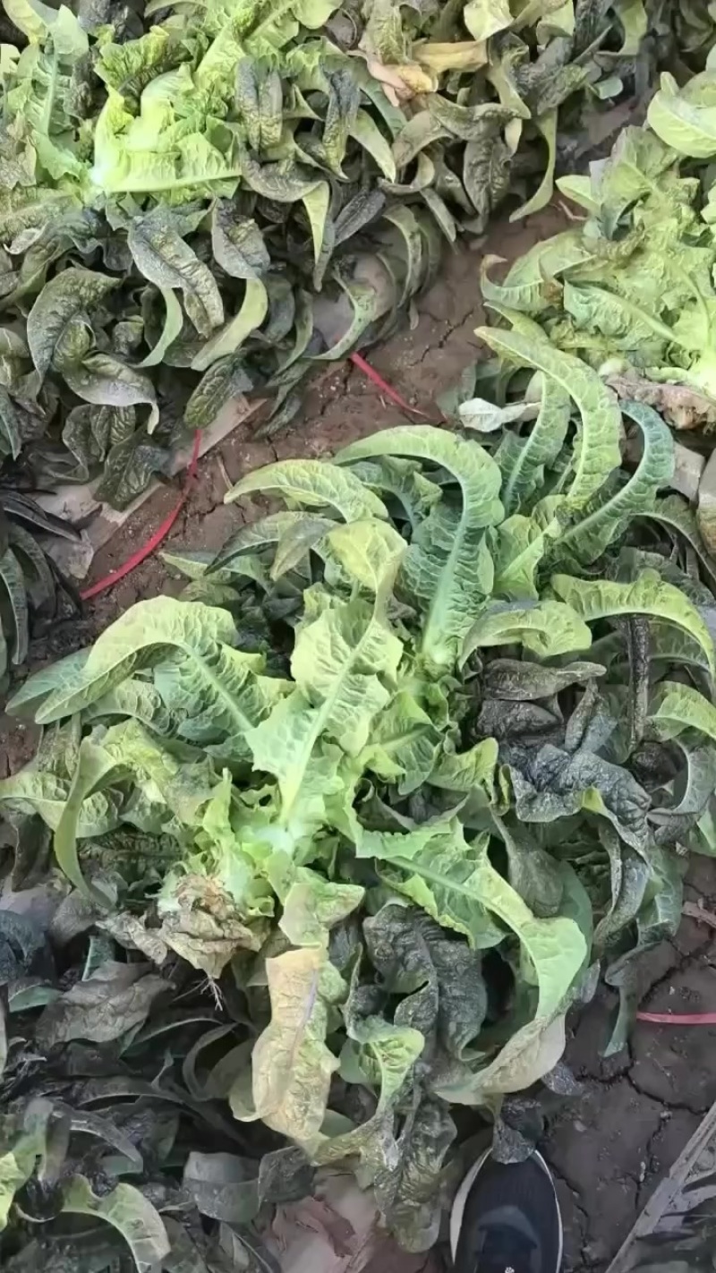 兰州高原夏菜莴笋大量上市