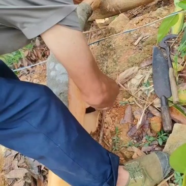 玉桂皮