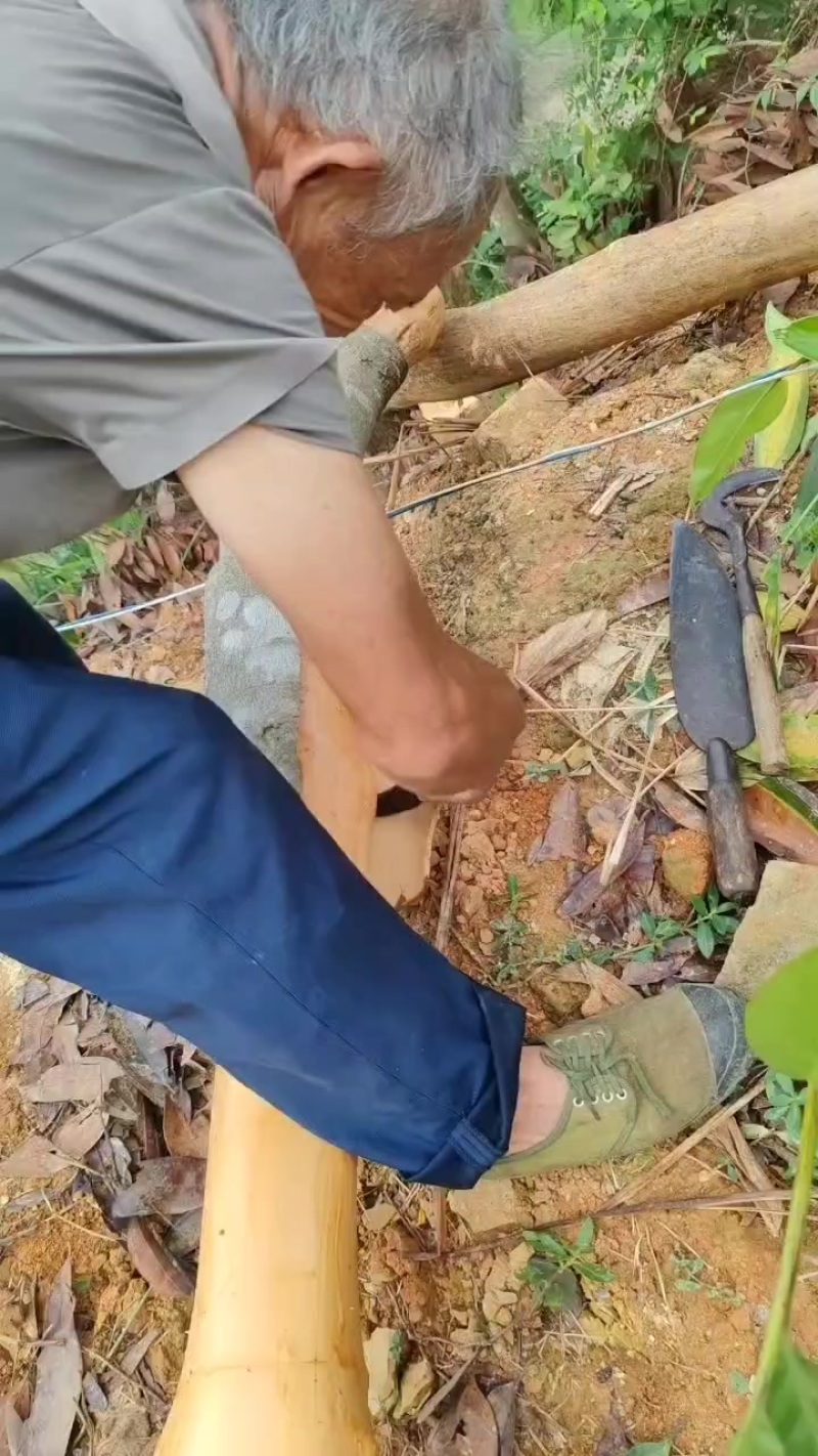玉桂皮