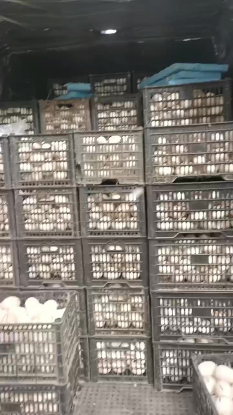 鹅蛋种鹅蛋，霍尔配三花种鹅蛋