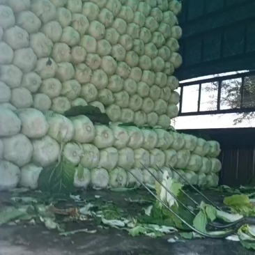 辽宁新民白菜大量上市