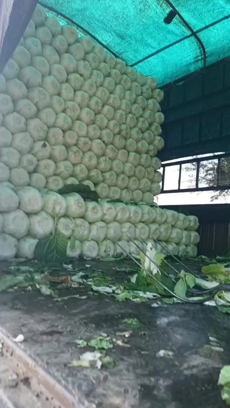 辽宁新民白菜大量上市
