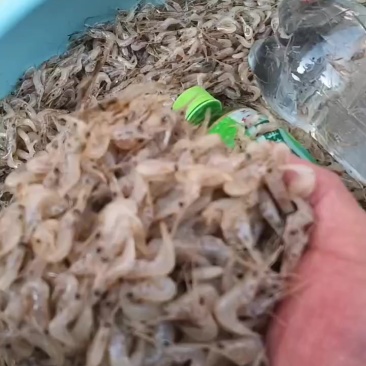 现货正中河虾