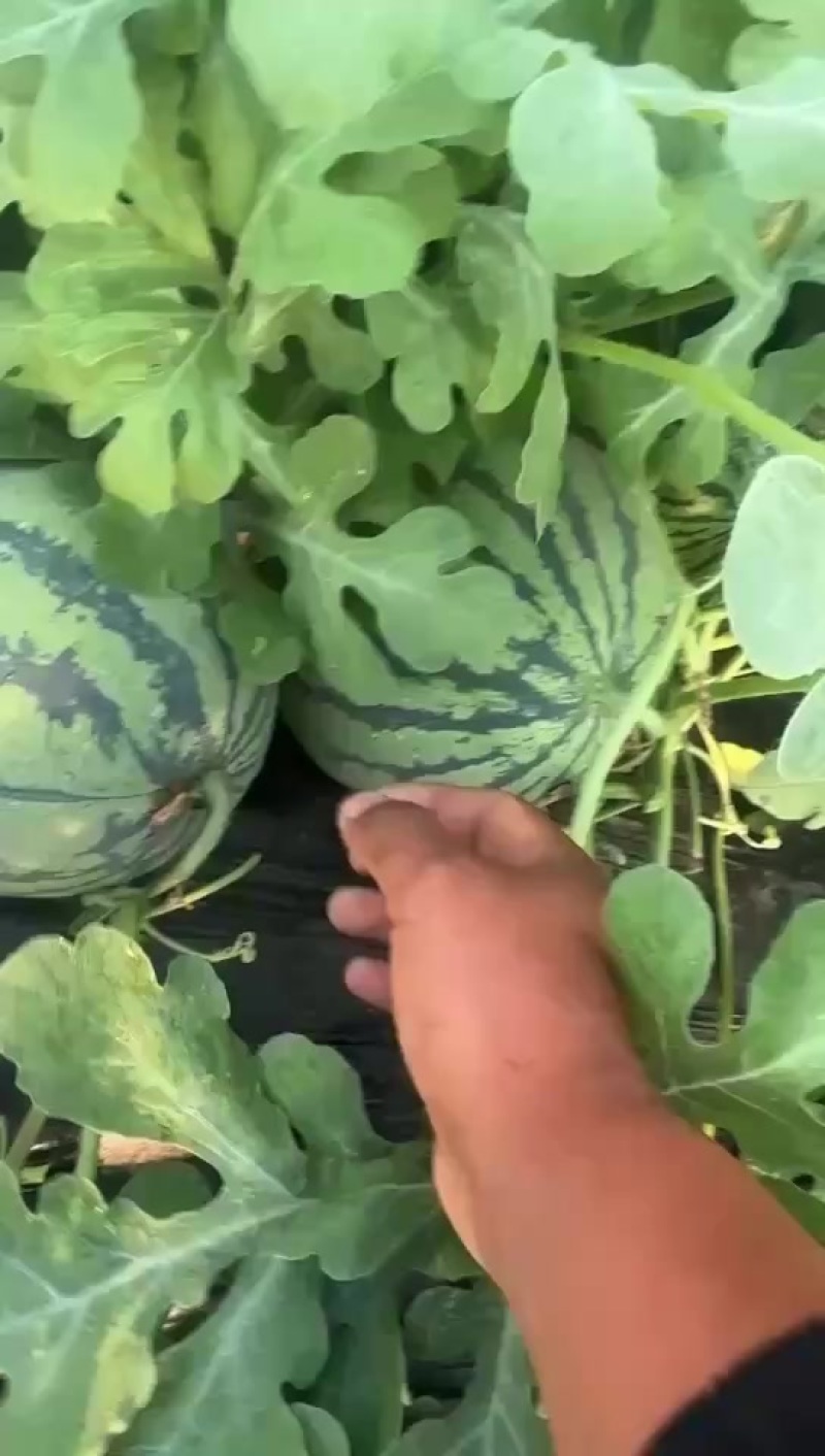 永清西瓜
