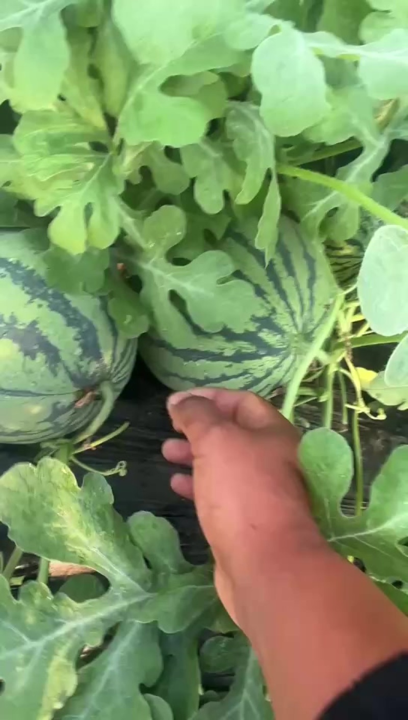 永清西瓜