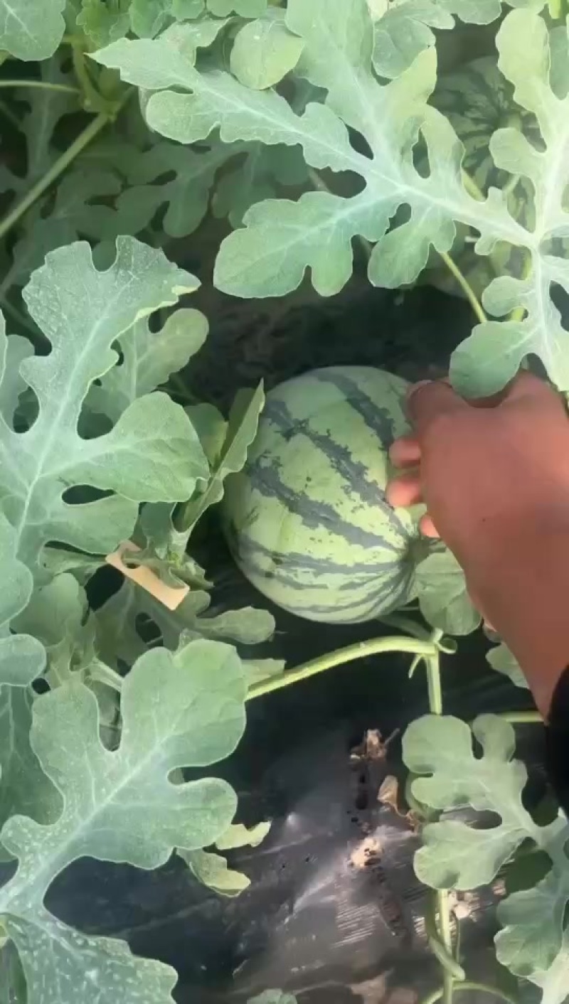永清西瓜