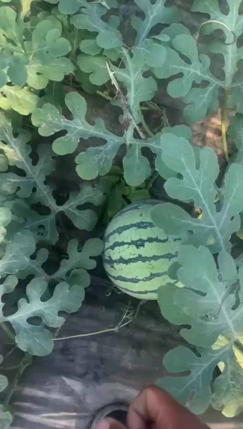 永清西瓜